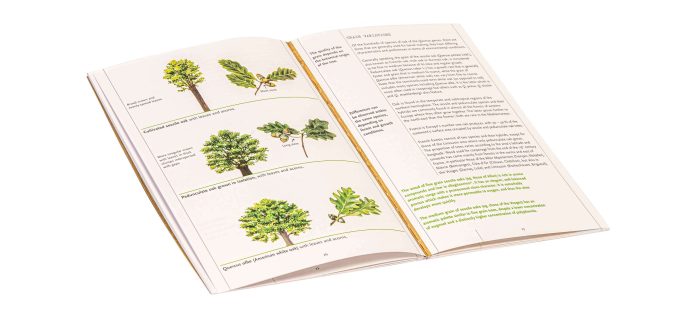 Le Nez Du Vin Oak 12 aromas - Image 2